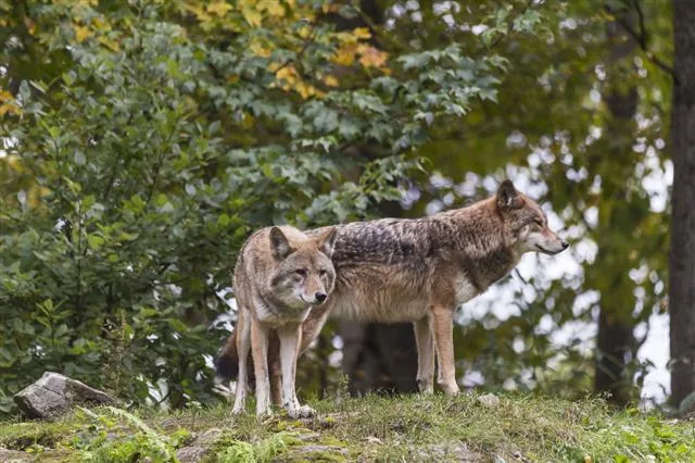 Pair of coyotes in a forest