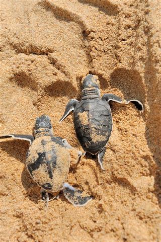Baby sea turtles on a beach