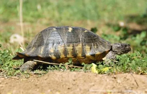 Marginated tortoise walking on the ground