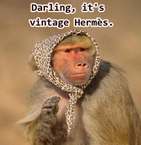 Stylish monkey