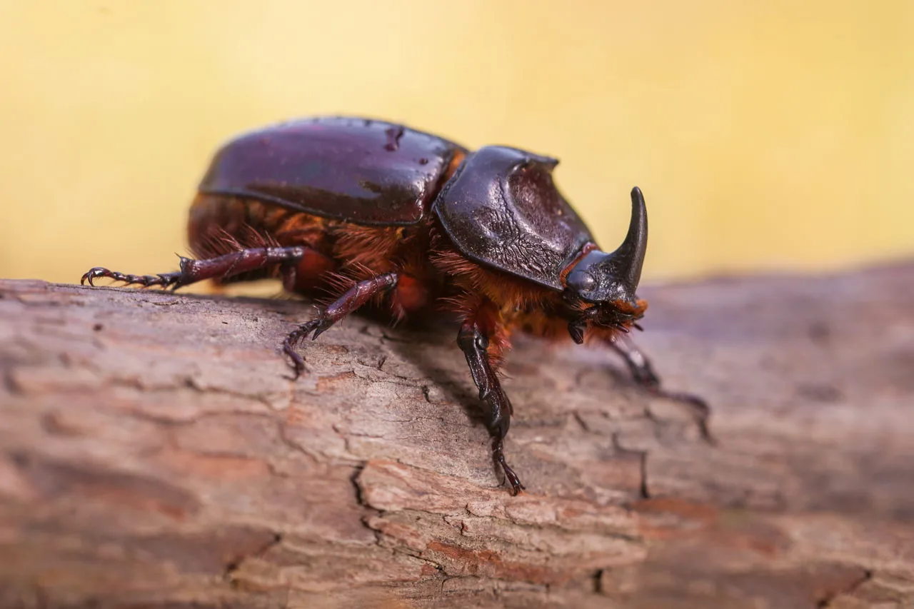 Close-up macro photograph of a rhinoceros beetle