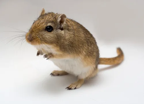 Gobi jerboa in the desert