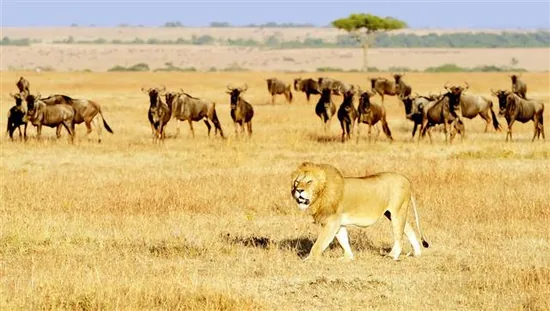 East African or Masai lion (Panthera leo nubica) in the Masai Mara