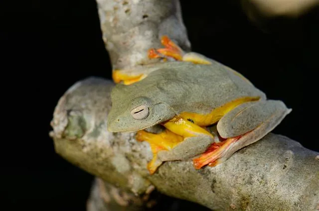 Gliding frog - Rhacophorus bipunctatus