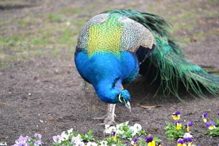 Peafowl, a blue-colored animal