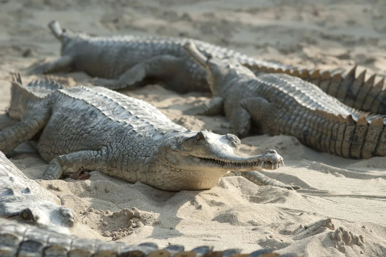 Close-up of a gharial crocodile resting on sand, showing the textured, sensor-dotted skin