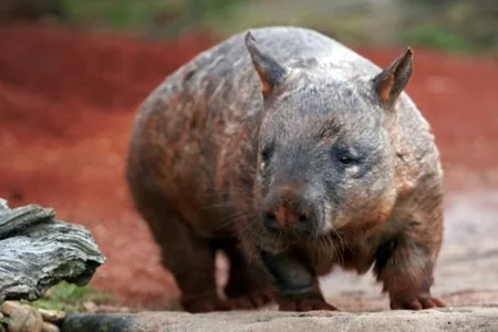 Northern Hairy-nosed Wombat (Lasiorhinus krefftii)