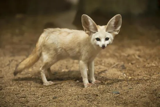 Fennec fox (Vulpes zerda) with its enormous ears