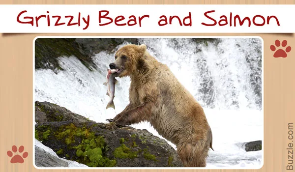 Grizzly bear and salmon