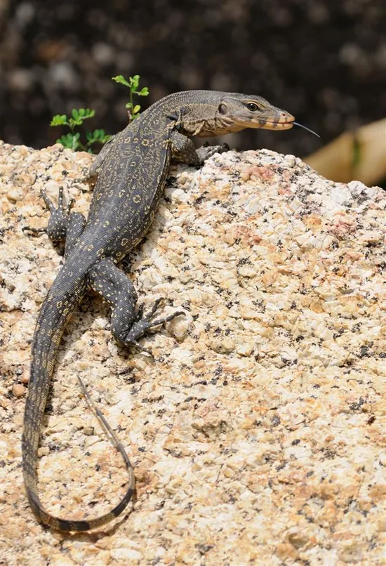 Komodo Dragons (Varanidae)