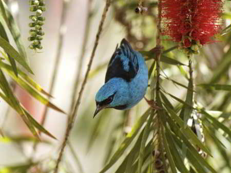 Blue Dacnis, a blue-colored animal