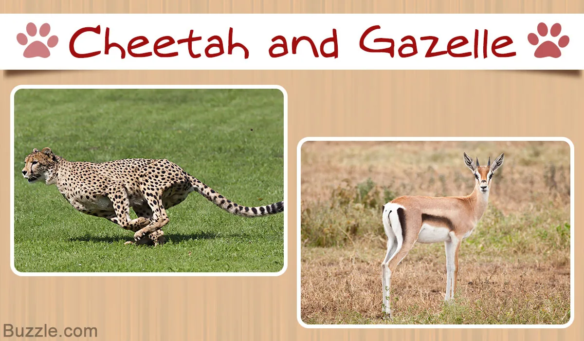 Cheetah sprinting at full speed across open grassland