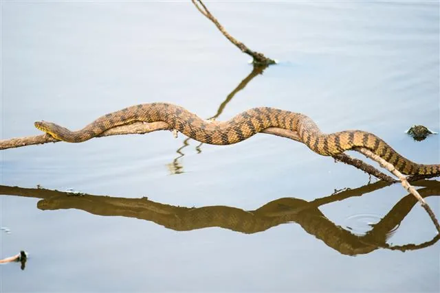 Snake resting on a tree limb, arboreal species use prehensile tails