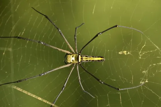Orb-weaver spider