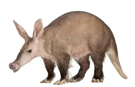 Aardvark