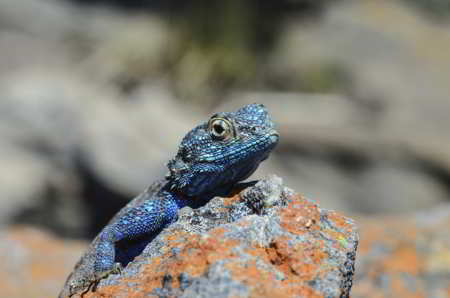 Blue-headed Agama, a blue-colored animal