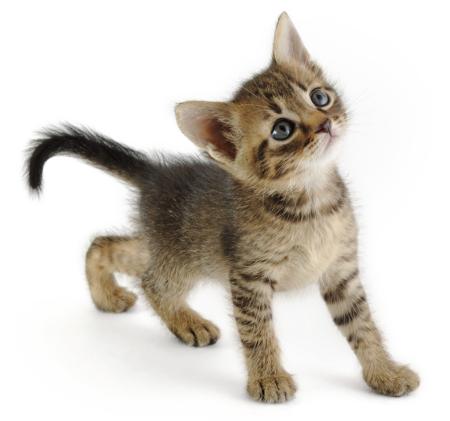 Graceful kitten looking up