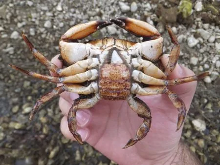 Red crab shown upside-down, revealing the broad abdomen that distinguishes a female
