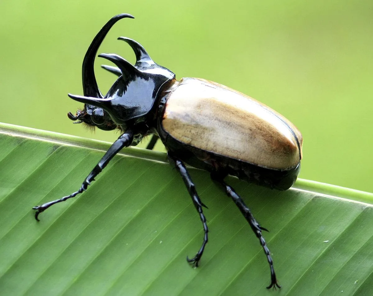 Male rhinoceros beetle showing its large horn
