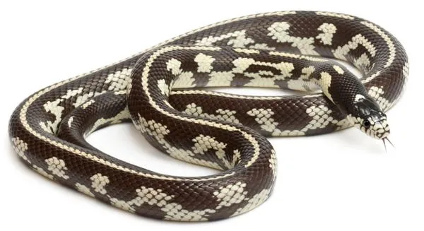Eastern Kingsnake, a nonvenomous snake