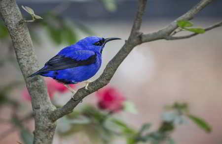 Purple Honeycreeper, a blue-colored animal