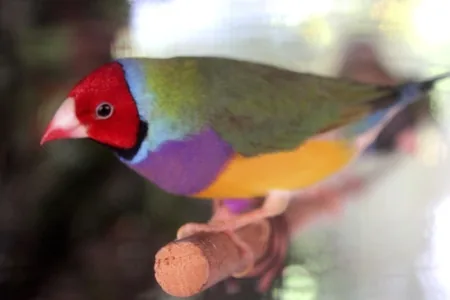 Gouldian Finch (Erythrura gouldiae)