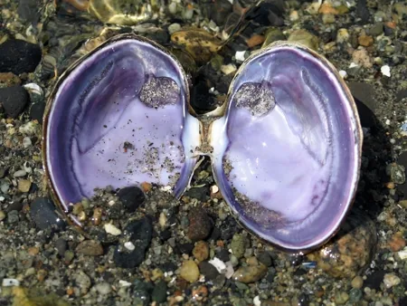 Purple Varnish Clam, dark exterior with vivid purple interior