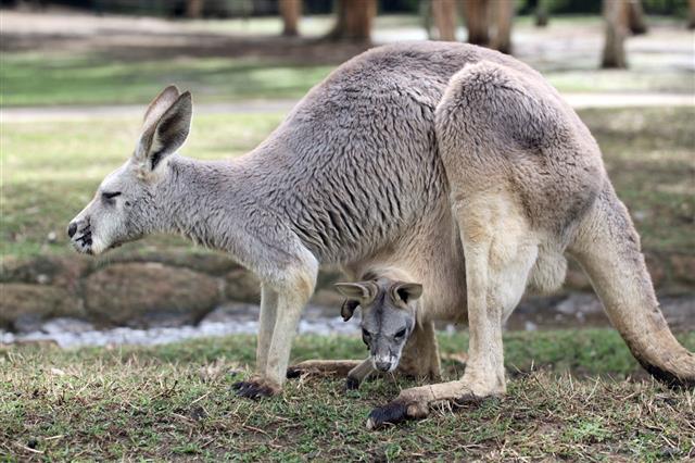 Kangaroo and infant