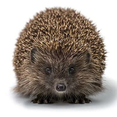 Desert hedgehog with spiny back