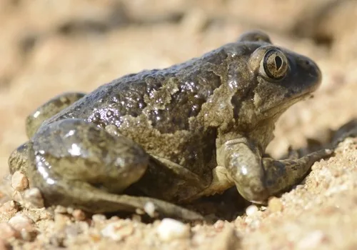 Common spadefoot toad - Pelobates fuscus