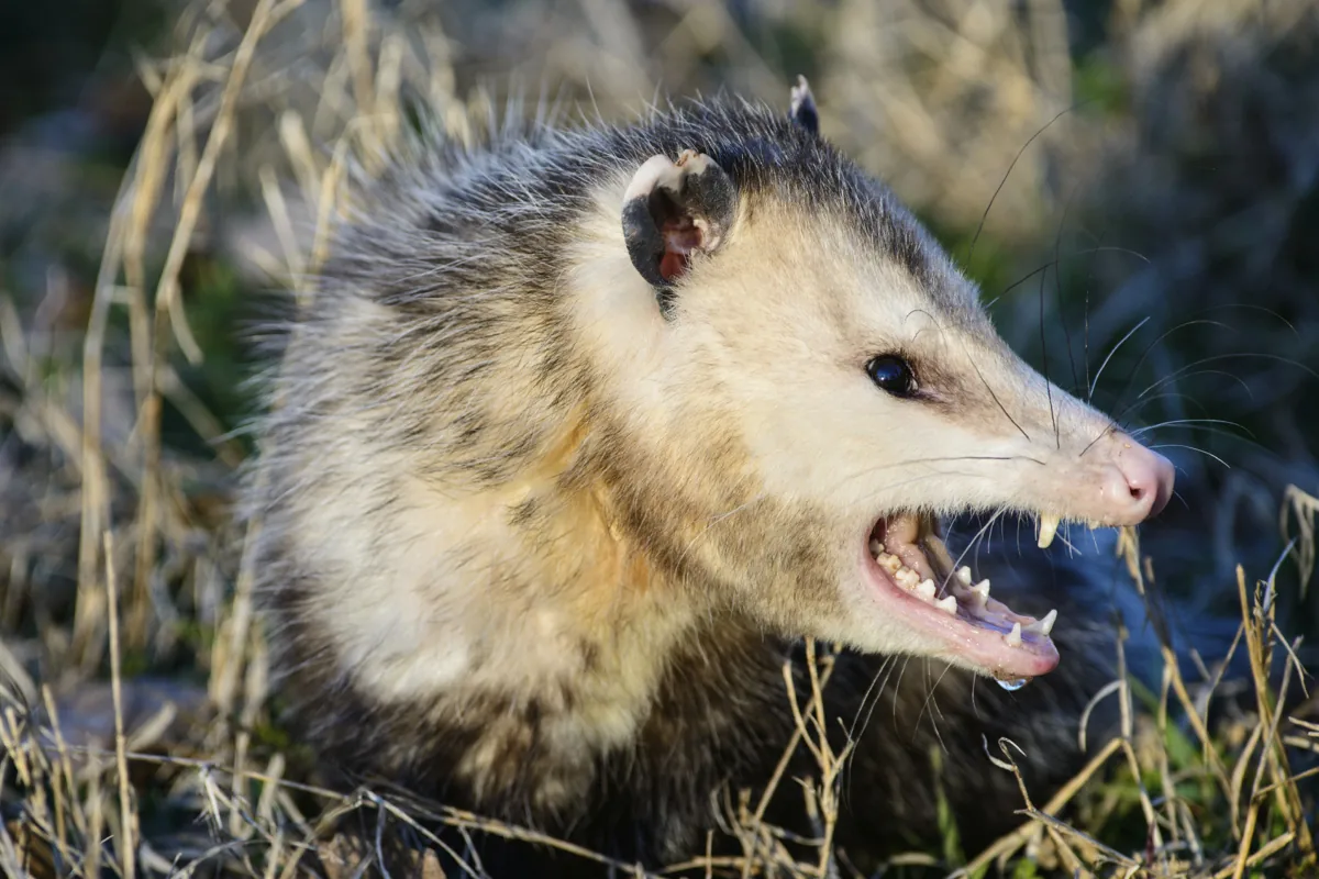North American Virginia opossum with white face, pink nose, and naked tail
