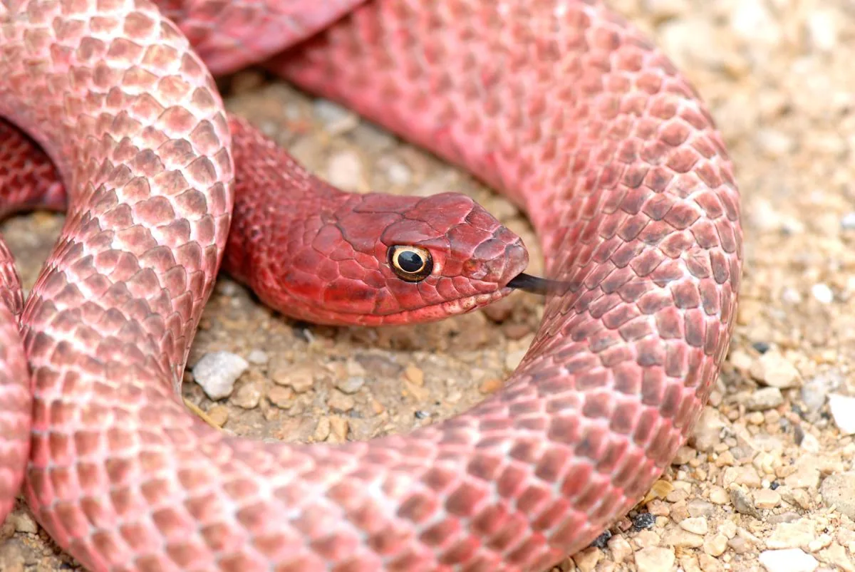 Western Coachwhip Snake