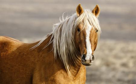 A golden palomino Mustang horse in the American West