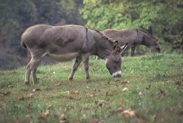 A donkey standing in a field
