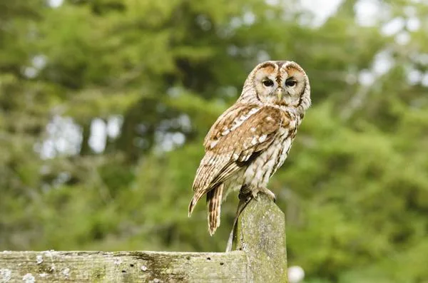 Tawny owl perched in a deciduous woodland at dusk