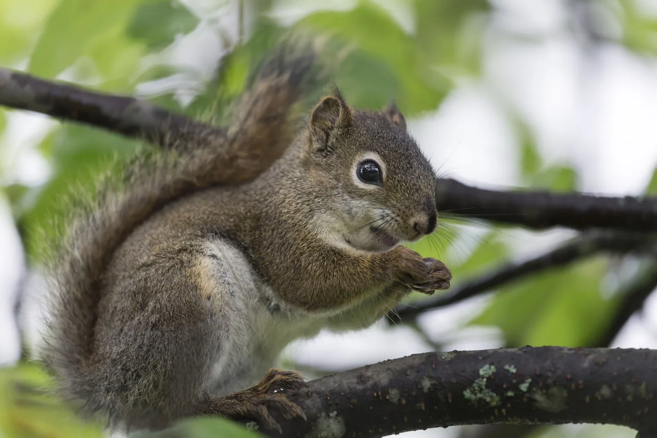 A young gray squirrel