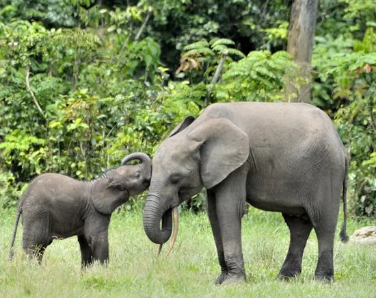 African elephant calf