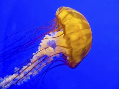 Atlantic Sea Nettle