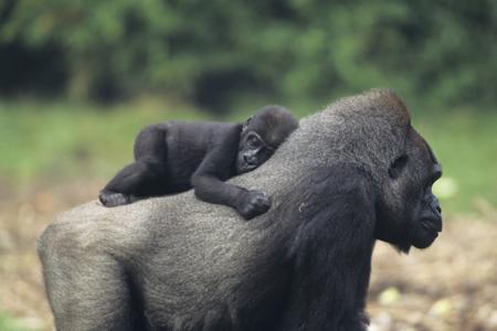 Adult gorilla and baby gorilla, tourism revenue funds their protection