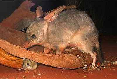 Bilby, a rabbit-eared bandicoot of the Australian desert