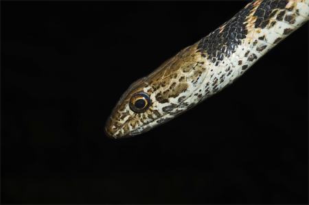 Red Coachwhip Snake