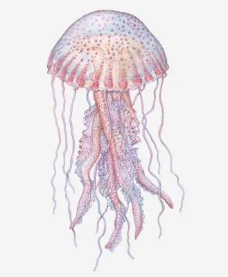 Mauve Stinger Jellyfish