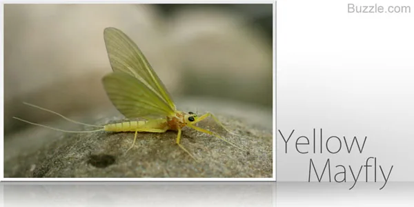 Yellow mayfly with upright wings