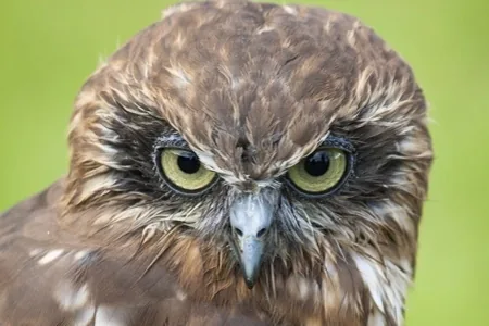 Norfolk Island Boobook (Ninox novaeseelandiae undulata)