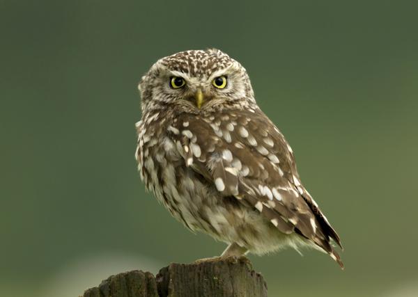 Spotted owlet