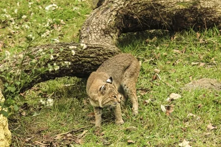 A Florida bobcat (Lynx rufus floridanus)