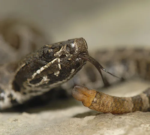 Eastern massasauga rattlesnake showing its spotted brown pattern