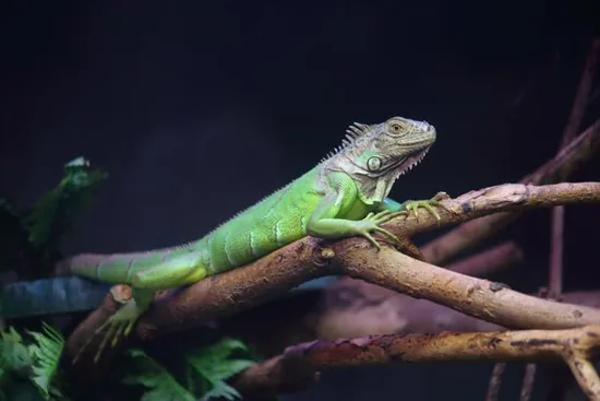 A green iguana resting on a branch