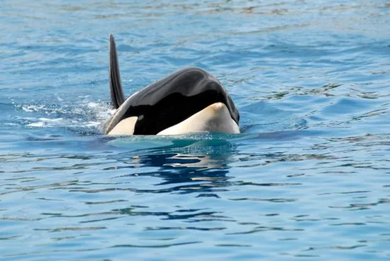 Killer whale swimming
