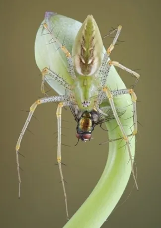 A green lynx spider eating a fly, bright green with black spines on legs